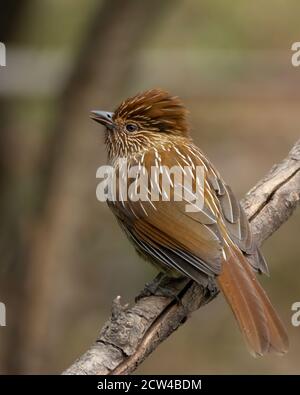 Un magnifique Laughingthrush strié (Garrulax striatus), perché sur une branche d'arbre dans les forêts de Pangot à Uttarakhand, Inde. Banque D'Images