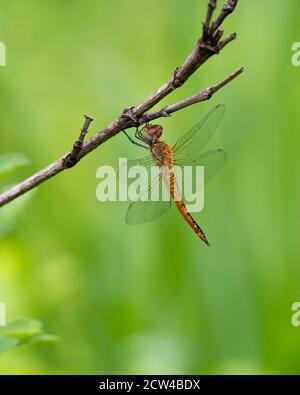 Une belle libellule errante (Pantala flavescens), au repos sur une branche dans le jardin. Banque D'Images