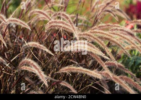 Pennisetum setaceum 'Fireworks'. Banque D'Images