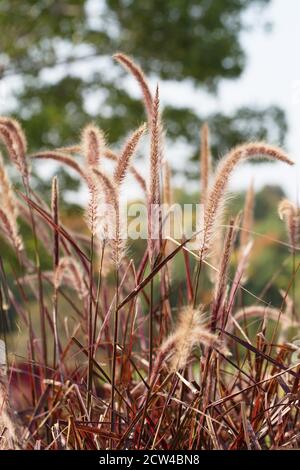 Pennisetum setaceum 'Fireworks'. Banque D'Images