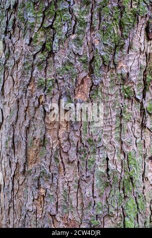 Gros plan sur l'écorce d'un sycomore, Acer pseudoplatanus Banque D'Images