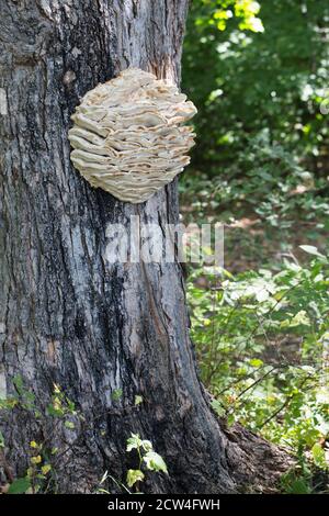 Climacodon septentrionalis - champignon de la dent nord, sur un tronc d'arbre. Banque D'Images