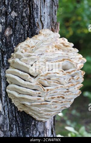 Climacodon septentrionalis - champignon de la dent nord, sur un tronc d'arbre. Banque D'Images