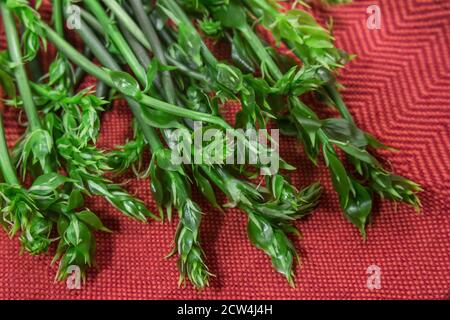 Des pousses de houx, semblables à des asperges, appelées en Sicile 'asparaci i trono', sur un nappe rouge. Exemple de couleurs complémentaires Banque D'Images