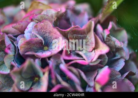 Belles fleurs d'hortensia violet couvertes de toile d'araignée. Début de l'automne. Fleurs d'automne Banque D'Images