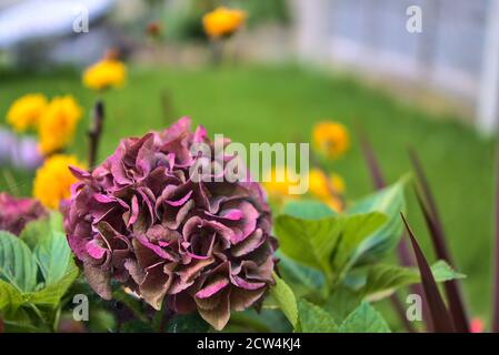 Incroyable fleurs d'hortensia violet dans toile d'araignée sur fond vert. Début de l'automne. Fleurs d'automne Banque D'Images