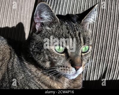 Portrait d'un chat tabby avec des yeux verts. Banque D'Images