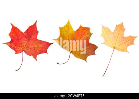 trois feuilles d'érable naturelles isolées sur fond blanc Banque D'Images