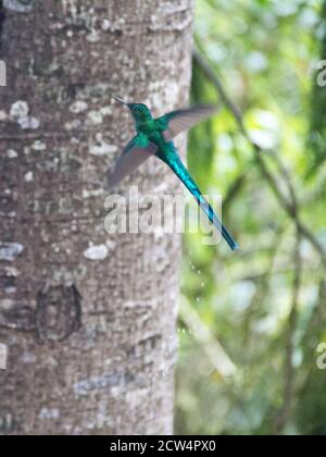 Colibri volant dans la jungle en passant par un arbre à la ferme colibri Banque D'Images