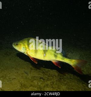 Une photo de gros plan d'une perche dans une ancienne carrière abandonnée. Photo de Scania dans le sud de la Suède Banque D'Images