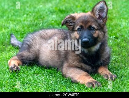puppy alsacien allemand de race pure, en gros plan, posé sur une pelouse en herbe verte, regardant dans l'appareil photo. espace pour le texte sur l'arrière-plan Banque D'Images