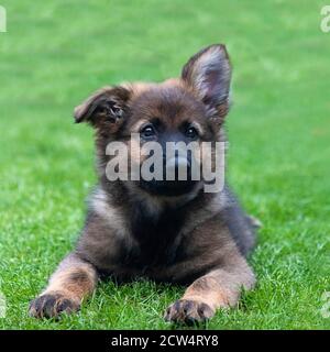 gros plan de jeunes puppy germés allemands, couché sur une pelouse en herbe verte, . espace pour le texte au-dessus de l'arrière-plan Banque D'Images