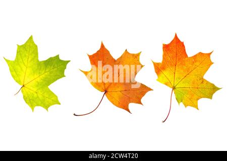 trois feuilles d'érable naturelles isolées sur fond blanc Banque D'Images