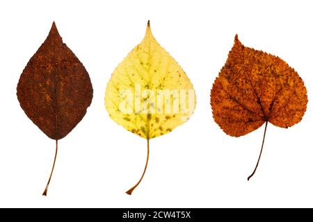 trois feuilles d'érable naturelles isolées sur fond blanc Banque D'Images