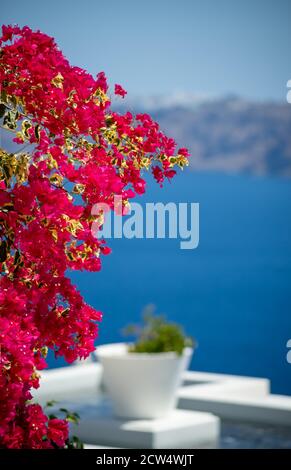 Belle fleur de bougainvilliers aux couleurs impressionnantes sur l'île grecque de Santorini avec mer et ciel bleu profond. Caldera santorini vue en arrière-plan Banque D'Images