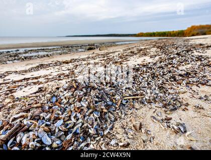 Moules zébrées envahissantes lavées sur la rive, Grand Beach, lac Winnipeg, Manitoba, Canada. Banque D'Images