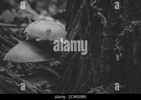 champignons sur un tronc d'arbre, champignons photographiés artistiquement, contraste soyeux, photo en noir et blanc Banque D'Images