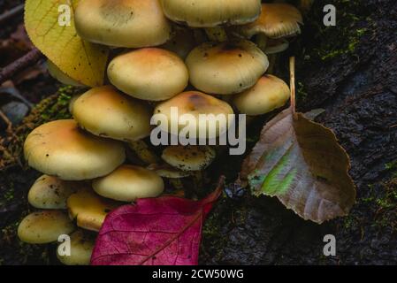 Tête de soufre laquée verte sur une souche d'arbre, Hypholoma fasciculare, beaucoup de champignons sur un tronc d'arbre, champignons artistiquement photographiés, macro photo Banque D'Images