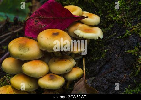 Tête de soufre laquée verte sur une souche d'arbre, Hypholoma fasciculare, beaucoup de champignons sur un tronc d'arbre, champignons artistiquement photographiés, macro photo Banque D'Images