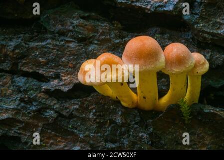 Tête de soufre laquée verte sur une souche d'arbre, Hypholoma fasciculare, beaucoup de champignons sur un tronc d'arbre, champignons artistiquement photographiés, macro photo Banque D'Images