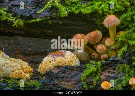 Tête de soufre laquée verte sur une souche d'arbre, Hypholoma fasciculare, beaucoup de champignons sur un tronc d'arbre, champignons artistiquement photographiés, macro photo Banque D'Images