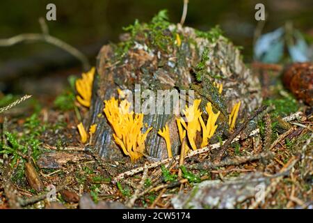 Ramaria largentii de champignons dans la forêt de corail Banque D'Images