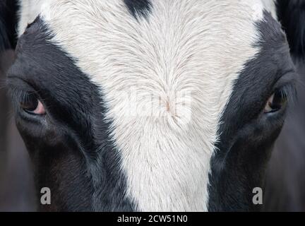 Une photo de gros plan d'une vache noire et blanche yeux Banque D'Images