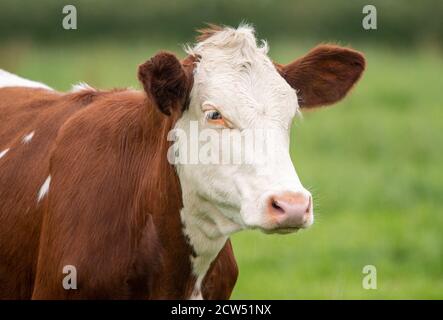 Une photo d'une vache brune et blanche dans un champ Banque D'Images