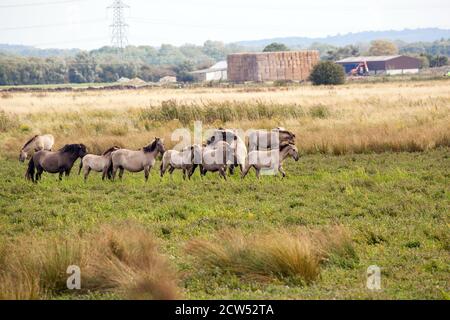 Le Konik ou le cheval primitif polonais petit cheval semi-feral sauvage, originaire de Pologne. Vu ici utilisé pour grader la réserve naturelle de Wincken fen Banque D'Images