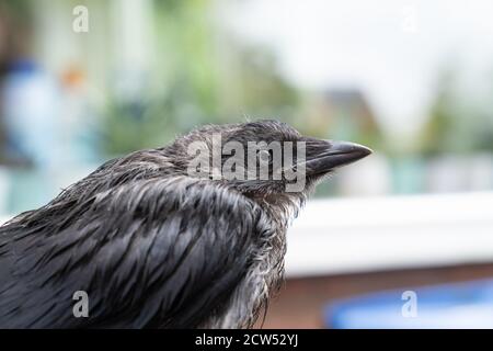 Un gros plan de la tête d'UN jeune WESTERN Jackdaw (Coloeus monedula) avec bokeh Banque D'Images