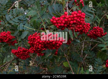 Arbuste Rowan ou Mountain-ash plein de corymbs de rouge mûr baies Banque D'Images