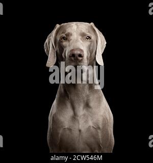 Gros plan Portrait de chien Weimaraner regardant dans l'appareil photo sur isolé Arrière-plan noir Banque D'Images