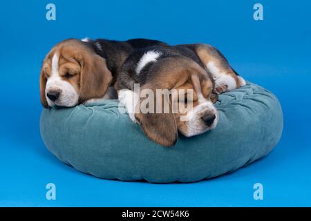 Un portrait de deux chiots de chien beagle allongé sur un coussin bleu isolé sur fond bleu Banque D'Images