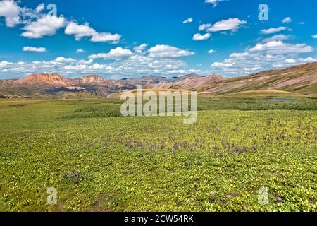 Champs de Larkspur, Colorado Trail, Colorado Banque D'Images