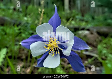 Blue Columbine, (Aquilegia caerulea), Colorado Trail, Colorado Banque D'Images