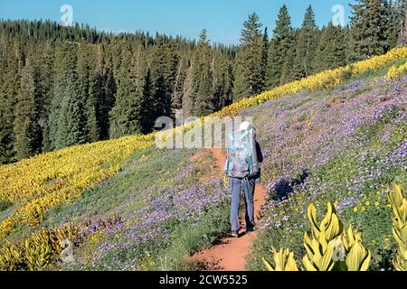 Promenade dans les champs de fleurs sauvages, Colorado Trail, Colorado Banque D'Images