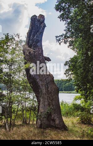 Berlin, Allemagne - vieil arbre sur l'île de paon dans le lac Wannsee. Un quartier de loisirs à proximité de Berlin Banque D'Images