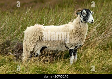 Swaledale Ewe, ou brebis femelle, se trouvait dans un pâturage de lande rugueux avec des herbes et des roseaux. Vers la droite. Horizontale. Espace pour la copie. Banque D'Images