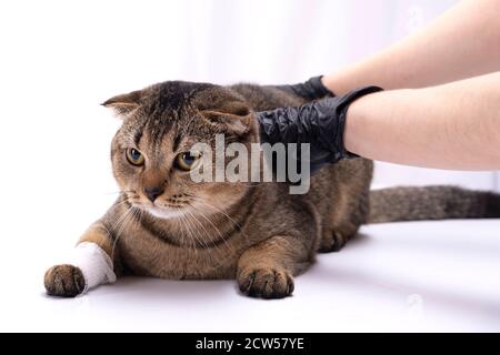 Un vétérinaire a bandé la patte d'un chat écossais de pliage Banque D'Images