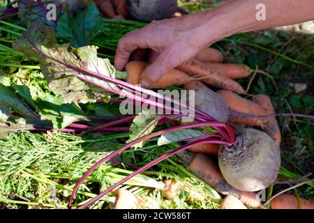 Légumes-racines fraîchement cueillis, carottes aux queues de cheval et betteraves à la main sur le fond du potager. Concept d'agriculture et de récolte. Banque D'Images