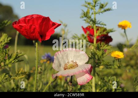 belles fleurs sauvages colorées - coquelicot, rose, marguerite - gros plan dans la marge des champs et un fond bleu dans la campagne hollandaise en été Banque D'Images