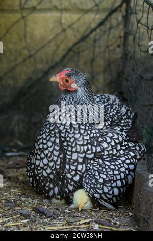 Une mère Wyandotte poule avec poussin nouvellement éclos assis dessus un nid Banque D'Images