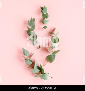 Motif abstrait fait de branches eucalyptus, feuilles et coton comme huit isolé sur fond rose. Flat Lay, vue de dessus. Concept floral Banque D'Images