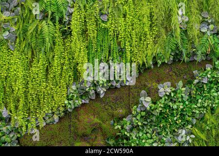 Fond de plantes vertes en plastique. Texture décorative artificielle. Banque D'Images