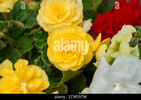 gros plan de fleurs jaunes lumineuses de begonias tubéreux (Begonia tuberhybrida) floraison dans le jardin Banque D'Images