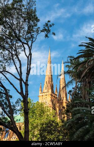 Cathédrale St Mary de Sydney parmi les arbres de Hyde Park dans un en fin d'après-midi Banque D'Images