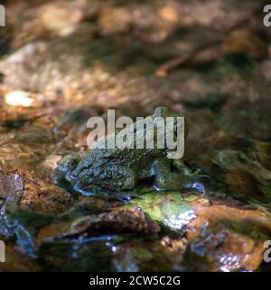 Le crapaud américain se trouve dans l'habitat naturel de la crique peu profonde, entouré d'eau qui coule sur des couleurs vives. Couleur et texture accrocheuses. Banque D'Images