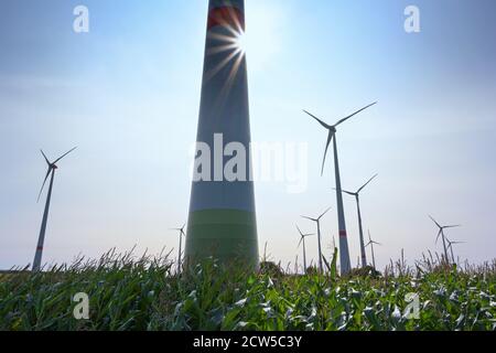 Grandes éoliennes sur un champ de maïs en contre-jour contre un ciel bleu avec une étoile du soleil, concept d'énergie renouvelable dans le nord de l'Allemagne, espace de copie, sélectionné Banque D'Images