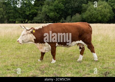 Vache Hereford, race traditionnelle de bovins de boucherie bruns et blancs, Royaume-Uni Banque D'Images