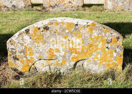 Lichen recouvert de pierre de tête ou de pierre tombale dans un chantier de churchyard, Royaume-Uni Banque D'Images